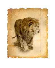 photo on old paper African lion