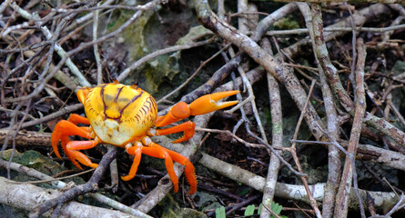 Orange crab walking over the branches in the forrest