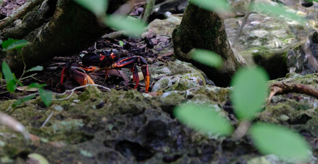 Red and black crab walking over the surface in the forrest