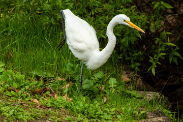 Great Egret moving in the Green
