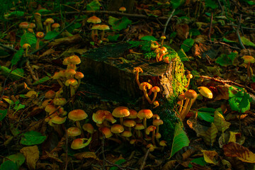 mushrooms in the forest on stump