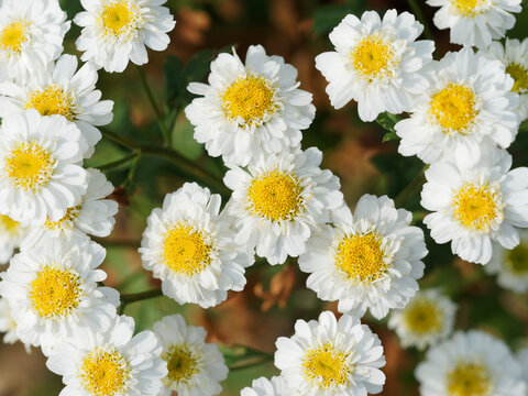 Zierkamille. Zierpflanzenvariante von Mutterkraut (Tanacetum parthenium)