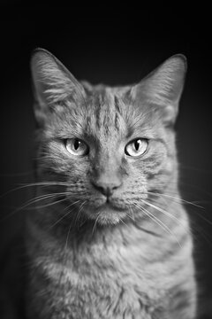  Portrait of a tabby cat looking straight to the camera. Vertical black and white image. 