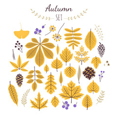 Autumn set elements. Fall leaves and berries. Nature symbol vector collection. Collection yellow tree leaves. Flat leaves. White background. Vector illustration.