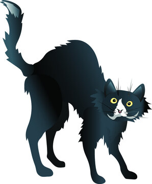 Frightened black cat isolated on a white background. Vector drawing for design.