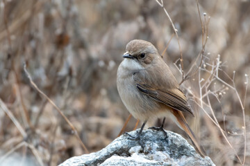 Female Grey Bushchat photographed in Sattal, India