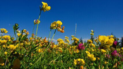 Colorful wild flowers. Green lawns and various kinds of wild flowers.