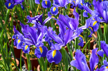Iris hollandica Hort