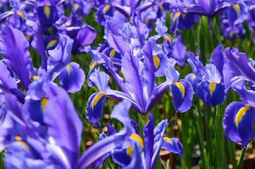 Iris hollandica Hort