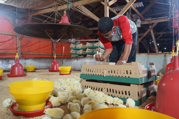 Someone is examining some chickens