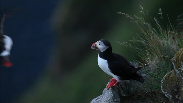 Beautiful European seabird Atlantic puffin, Fratercula arctica standing on a rock on Runde island, coastal Norway. 