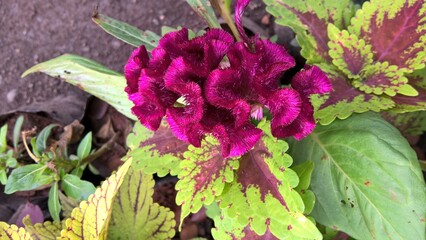 Closeup view of dark magenta pink color flowers 