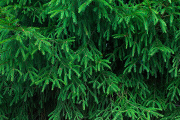 Background of Christmas tree branches. Close-up photo of pine tree branches during sunny spring day.