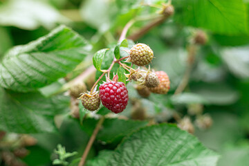 Branch of ripe raspberries in garden. Red sweet berries growing on raspberry bush in fruit garden.