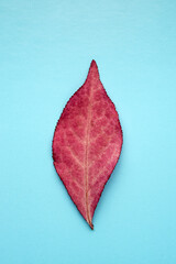 Obraz premium Autumn red tree leaf on a blue background, close-up. Euonymus.