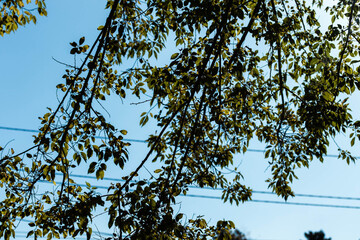 Green tree branches against the blue sky.