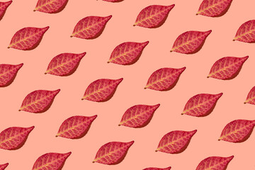 Autumn pattern: red euonymus leaves on a pink background, with hard shadow