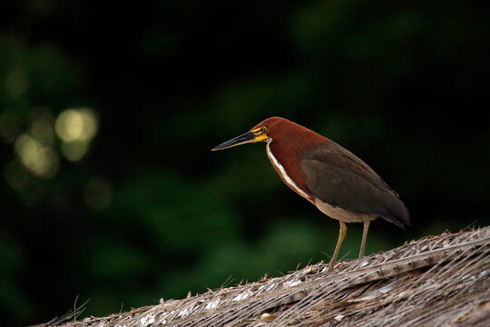 Rufescent Tiger Heron (Tigrisoma lineatum). Amazon Rainforest, Brazil