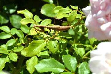 praying mantis on rose bushes