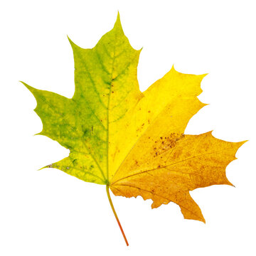 Bright colorful autumn leaf on an isolated white background