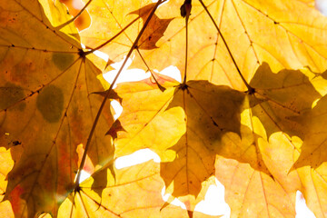 Naklejka na ściany i meble Autumn colored leaves, maple moss, Acer platanoides, on a sunny day