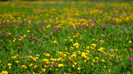 Colorful wild flowers. Green lawns and various kinds of wild flowers.