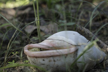 mushroom in the forest