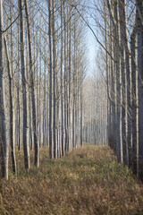 Grove at the end of winter.