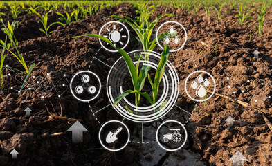 Maize seedling in cultivated agricultural field with graphic concepts modern agricultural technology, digital farm, smart farming innovation - obrazy, fototapety, plakaty