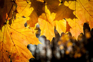 Autumn colored leaves, maple moss, Acer platanoides, on a sunny day