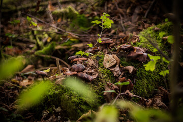 Mushrooms and moss