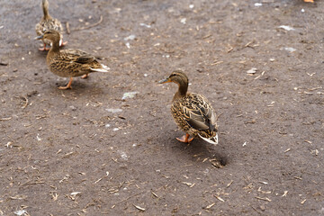 mallard ducks walk on the ground
