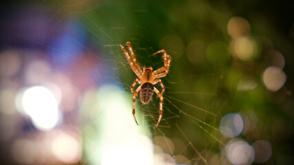 Orange garden spider on the web. Focus is on the spider.