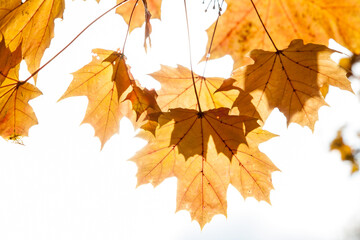 Fototapeta na wymiar Autumn colored leaves, maple moss, Acer platanoides, on a sunny day