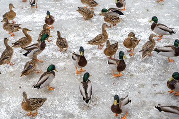 many ducks on a frozen pond. birds on ice