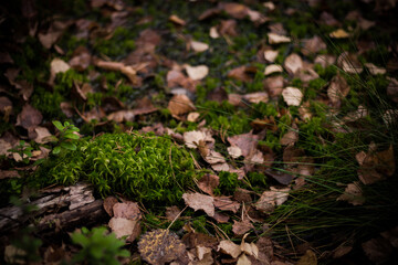 Moss and leaves
