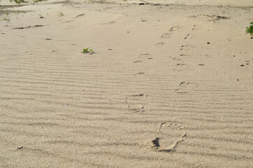 footprints in the sand