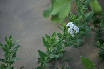 unusual flowers in the sand