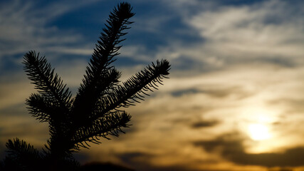 Sunset glow clouds and pine needles. The focus is on the back.
