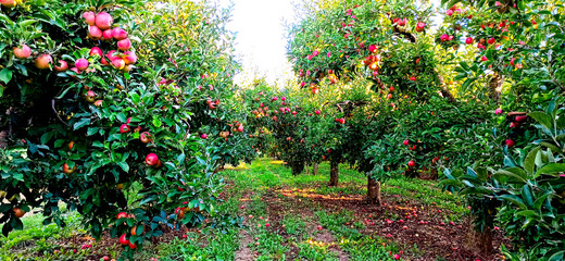 ripe apples in an orchard ready for harvesting,morning shot