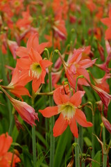 Amaryllis flower in the garden