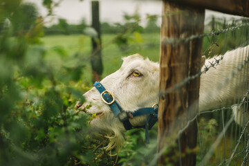 white goat behind a wooden fence sneaking out to feed on a near bush