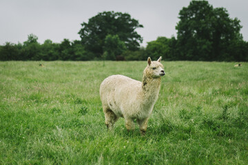 a white Huacaya, alpaca breed, walking around on a green farm meadow on a grey day