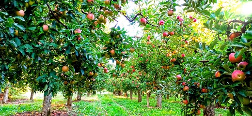 ripe apples in an orchard ready for harvesting,morning shot