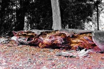 Powalone drzewo na skraju lasu