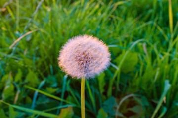 A macro photo of a bouncer