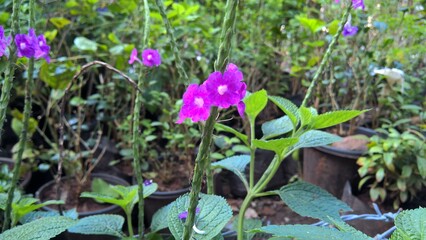 scenic view of green plants for multipurpose use