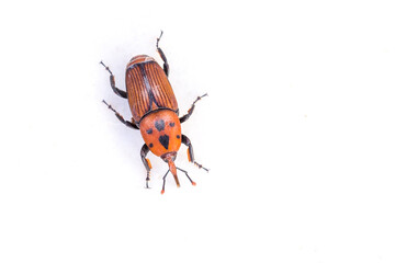 Palm tree beetle on a white background.