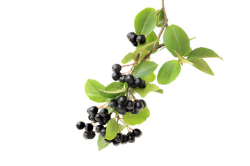 Tasty aronia branch isolated on white background