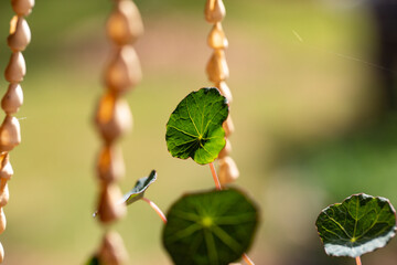 Young nasturtium plant in ceramic pot hanging in seashell hanger